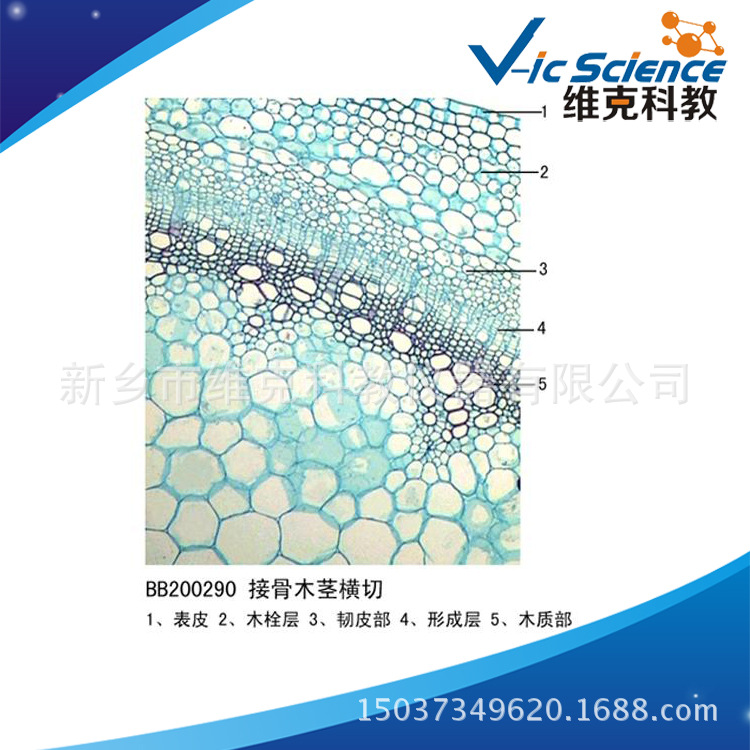 接骨木茎横切 生物切片 植物类装片 茎及茎的变态 显微镜专用