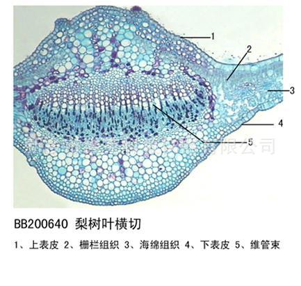 松针叶横切 被子植物类 生物切片 中小学显微镜 生物教学设备