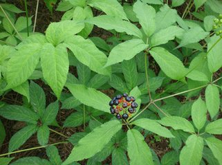 珠子参提取物101鸡腰参提取物