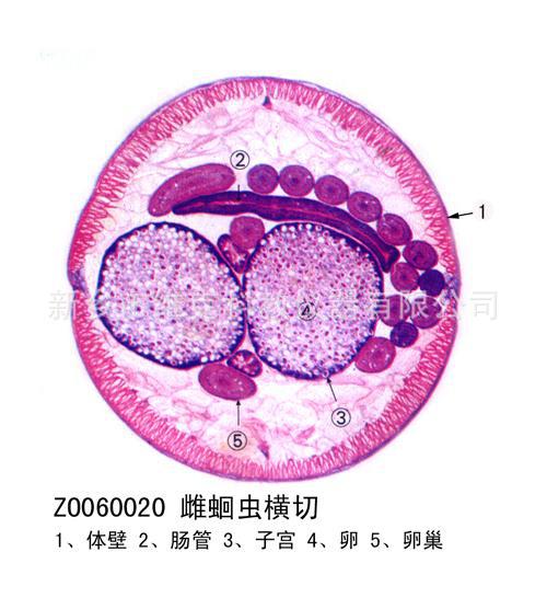 蛔虫雌横切 生物切片 线虫动物门 显微镜用