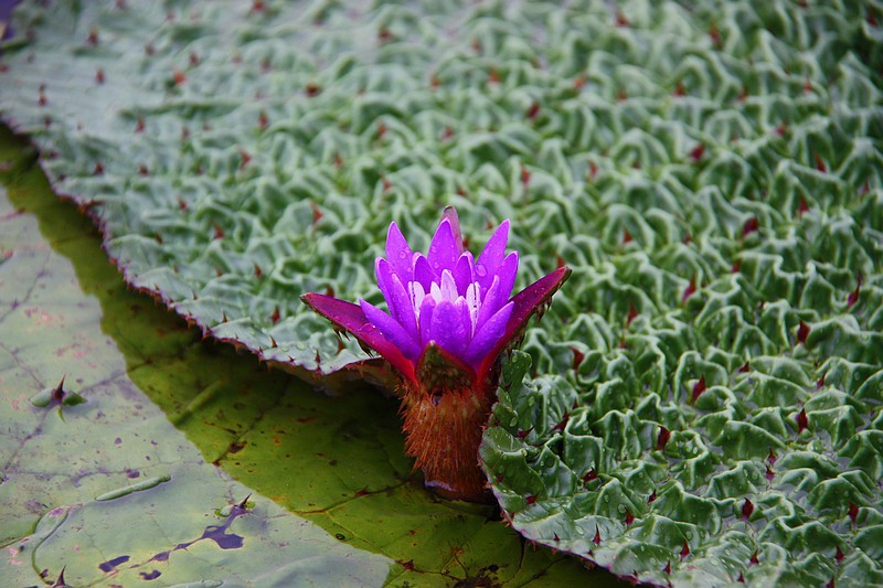 首页 苗木 水生植物 芡实 >云南芡实完整颗粒水鸡头,刺莲蓬实,刀芡实