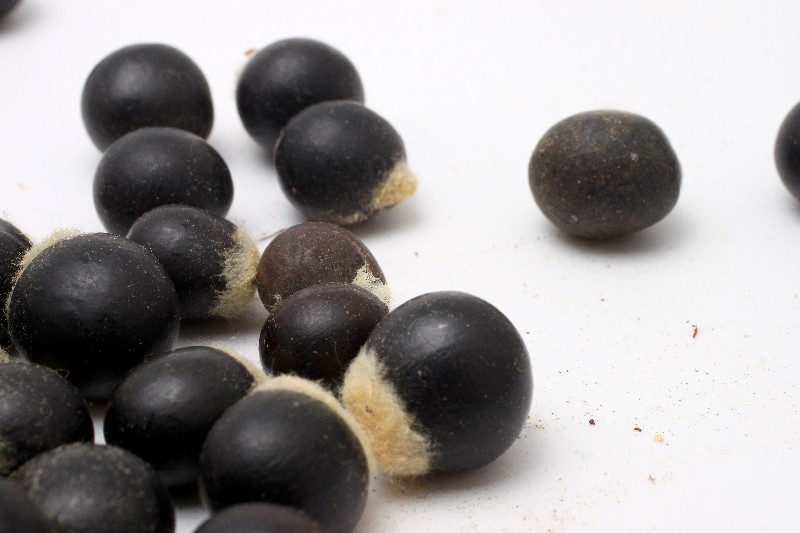 无患子菩提子 木患子菩提子原籽批发通货鬼见愁散珠佛珠通货