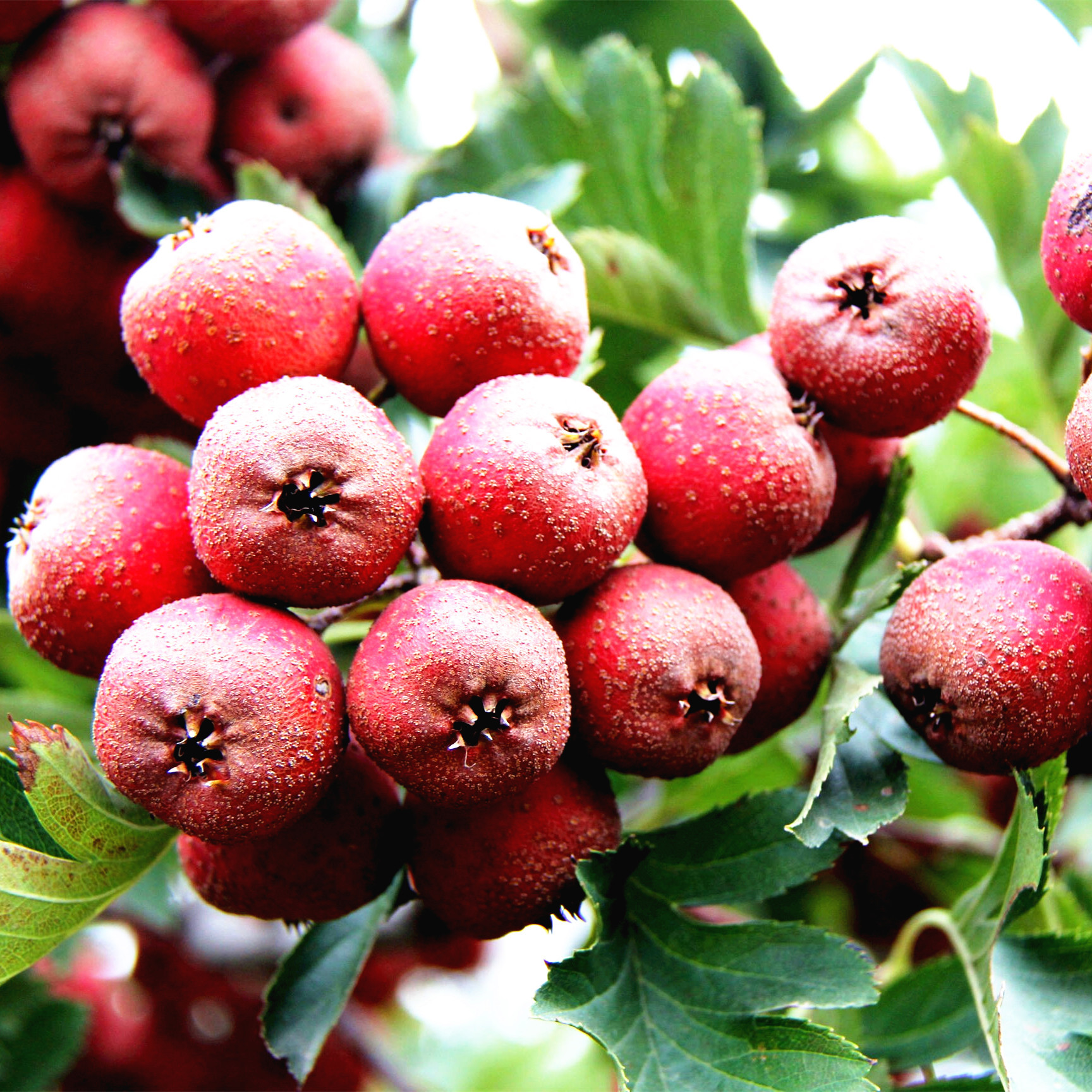 山楂提取物 消积花滞、收敛止痢、活血化淤山