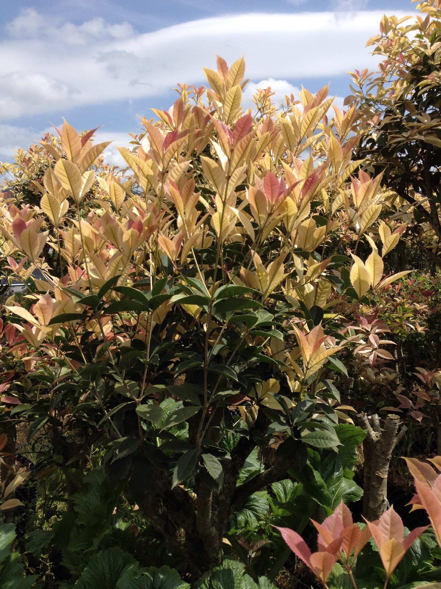 国色天香-珍珠彩叶桂-五彩桂花-园林城市绿化精品-产地直销无中介_盆