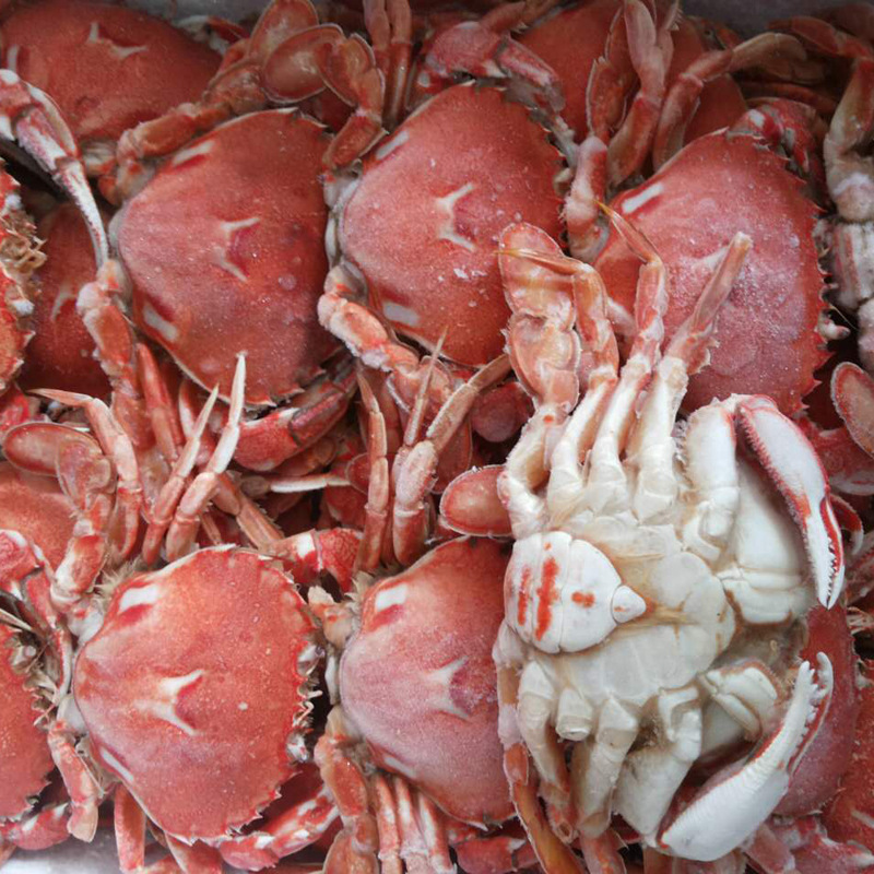 上海水产批发 冷冻招财蟹 熟沙蟹 冷冻海鲜 水产品