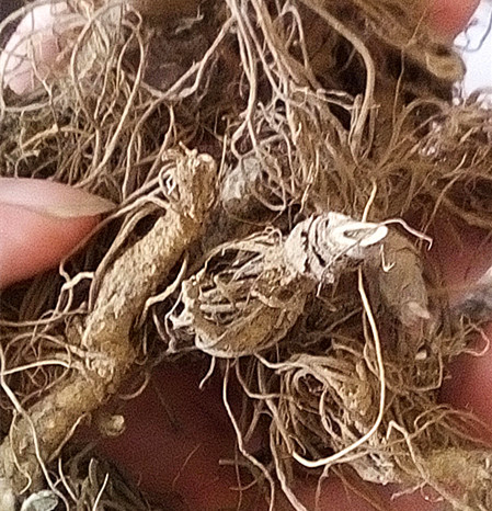 大量批发养生中药地胆头 草鞋根草鞋底清热降火 煲汤材料