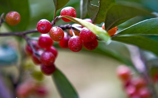 牛奶子提取物/剪子果/甜枣提取物 森冉生物厂家热销