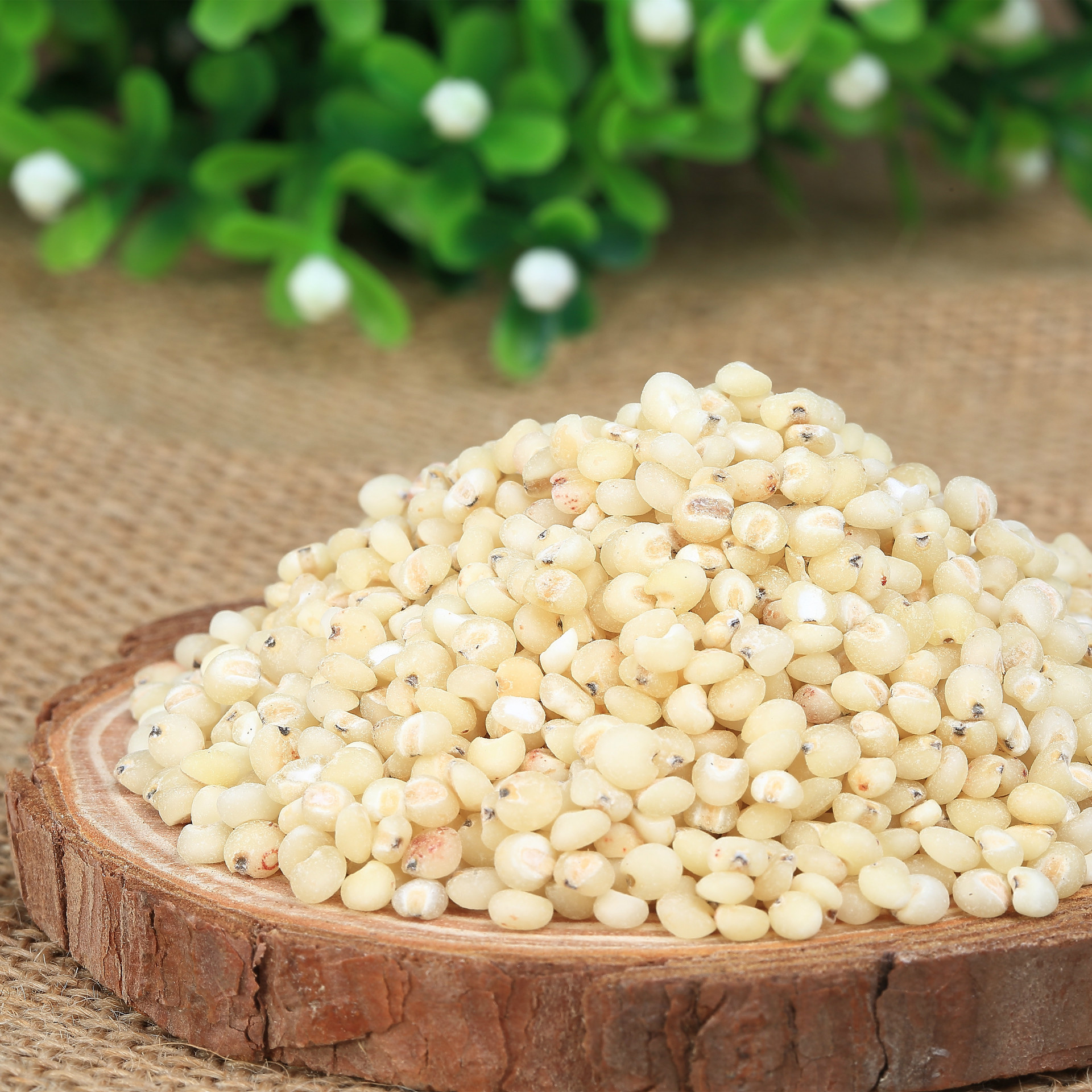 首页 农业 粮食 高粱 >新货东北红高粱 高粱米批发 煮粥佳 原料五谷