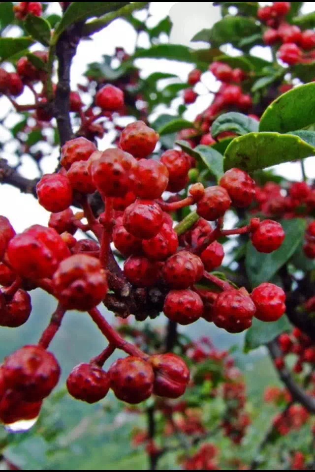 汉源特产花椒油红花椒油椒香味麻产地1