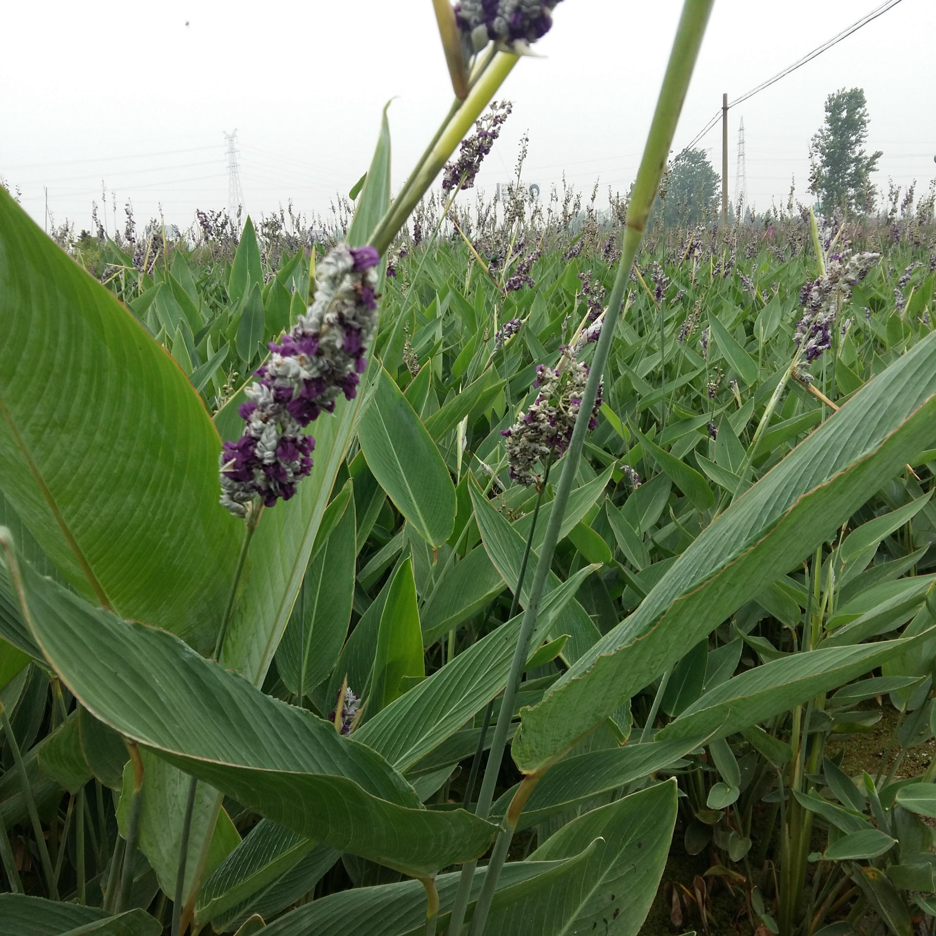 水生植物批发再力花棵型优美易成活水体绿化工程苗专用苗底价