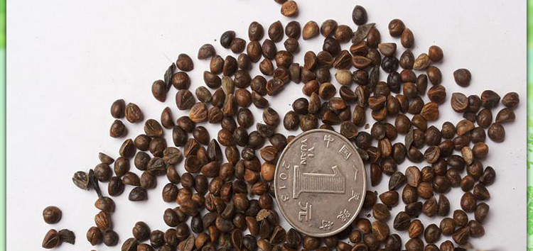 爬藤植物 批发 爬山虎种子 爬墙虎种子 五叶地锦种子四季长绿色