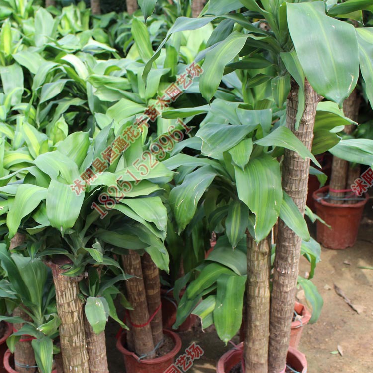 巴西木 室内庭院四季常青中大型盆栽 80-150cm - 苗木批发网