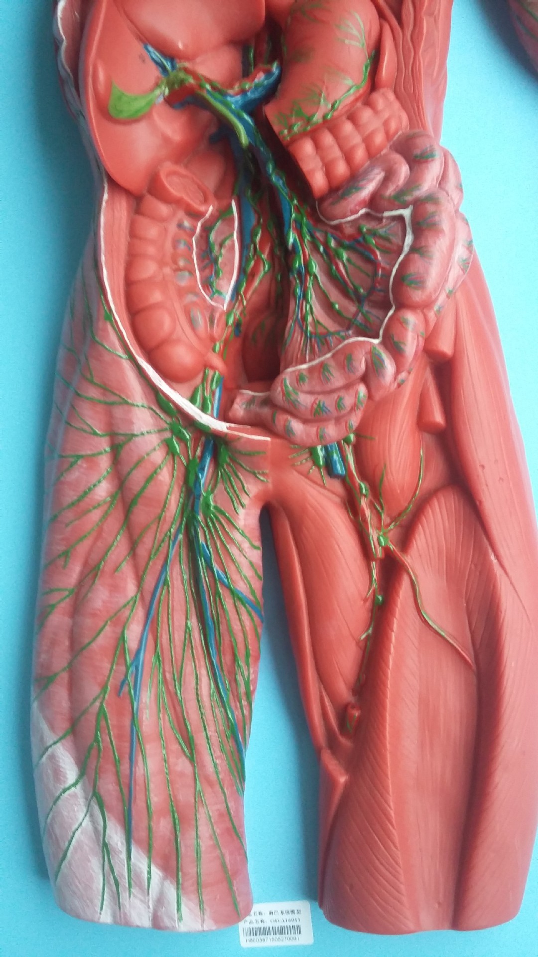 淋巴系统模型淋巴系统模型/内分泌系统模型/脉管系统