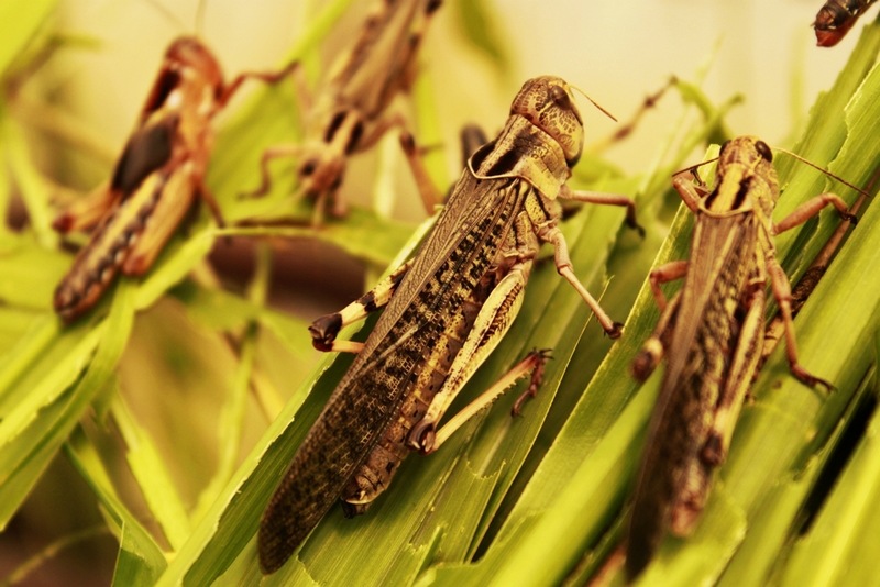 广西南宁东亚飞蝗蚂蚱蝗虫厂家直销批发量大从优