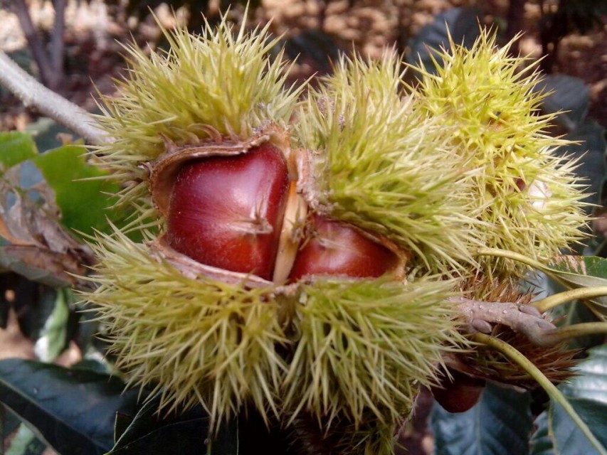 供应2016新鲜生栗子