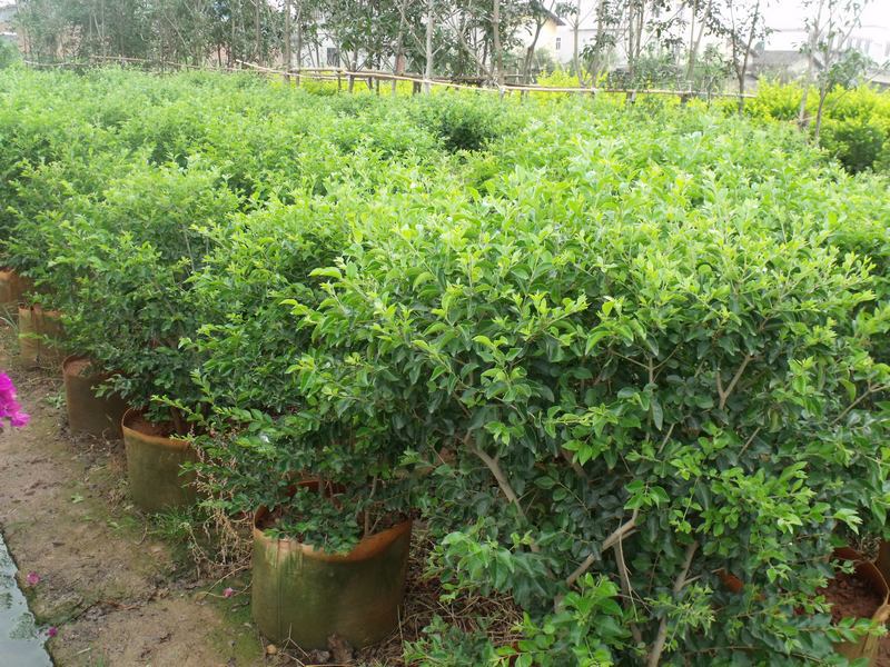 四川绿化苗木毛叶丁香 观花植物丛生 独杆 紫丁香 - 苗木批发交易网