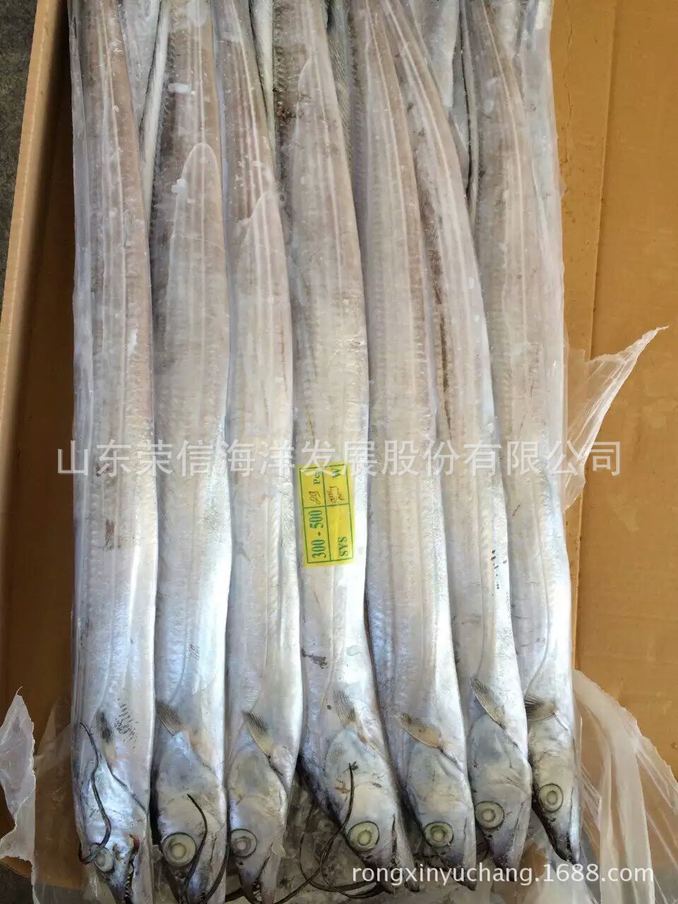 冻带鱼 吊带鱼 a带