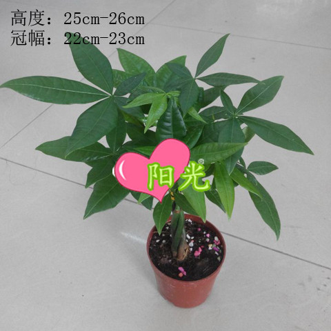 90#迷你五编发财树