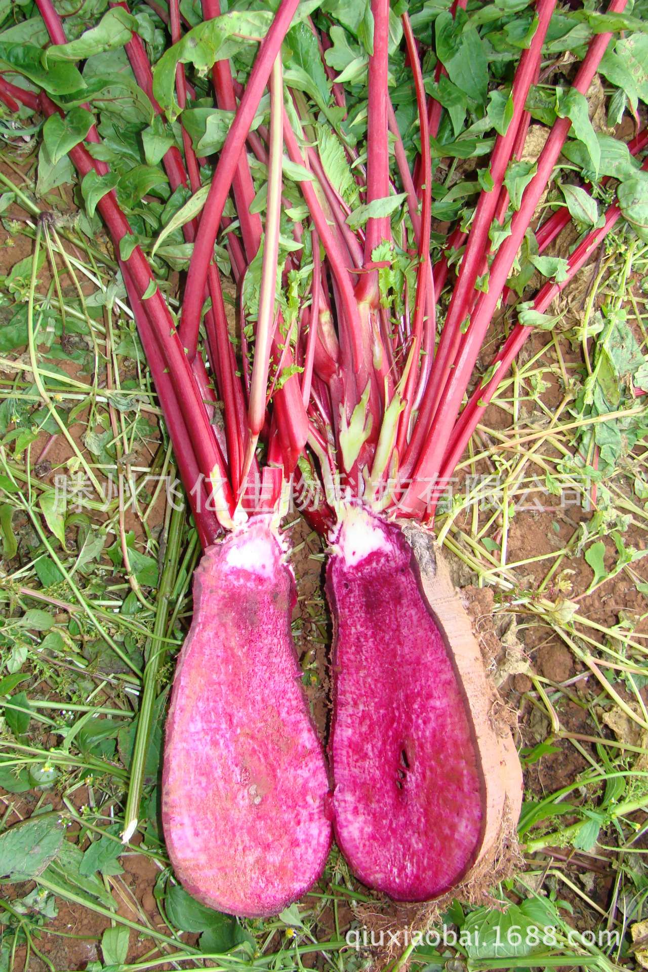现货热销 食品级 萝卜红色素天然色素食品添加剂