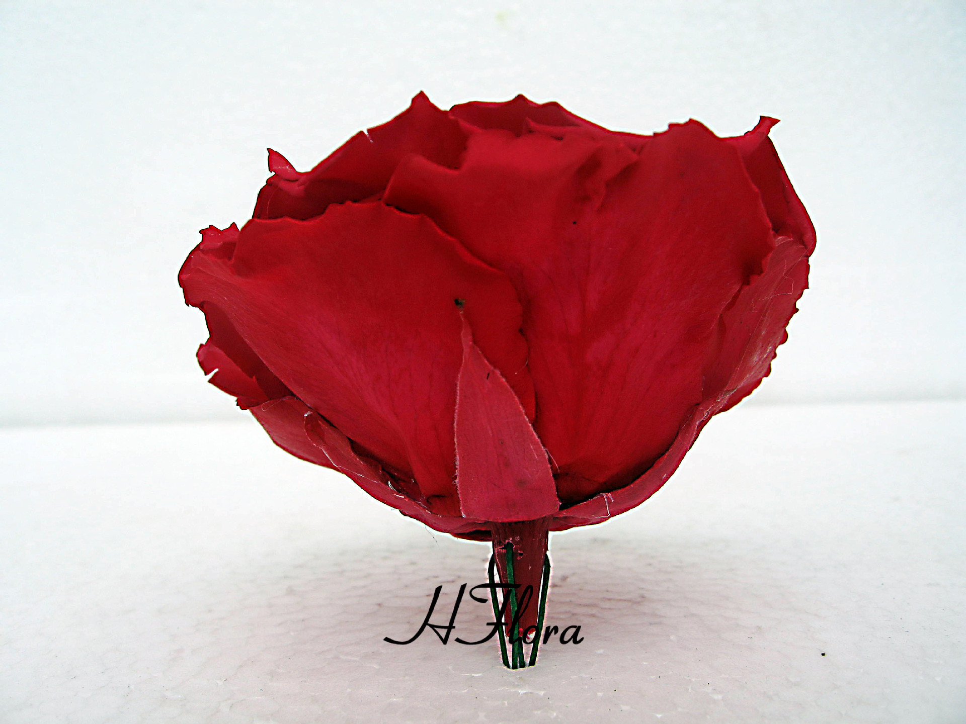 厄瓜多尔进口roseamor永生花巨型永生玫瑰花永生礼盒必.