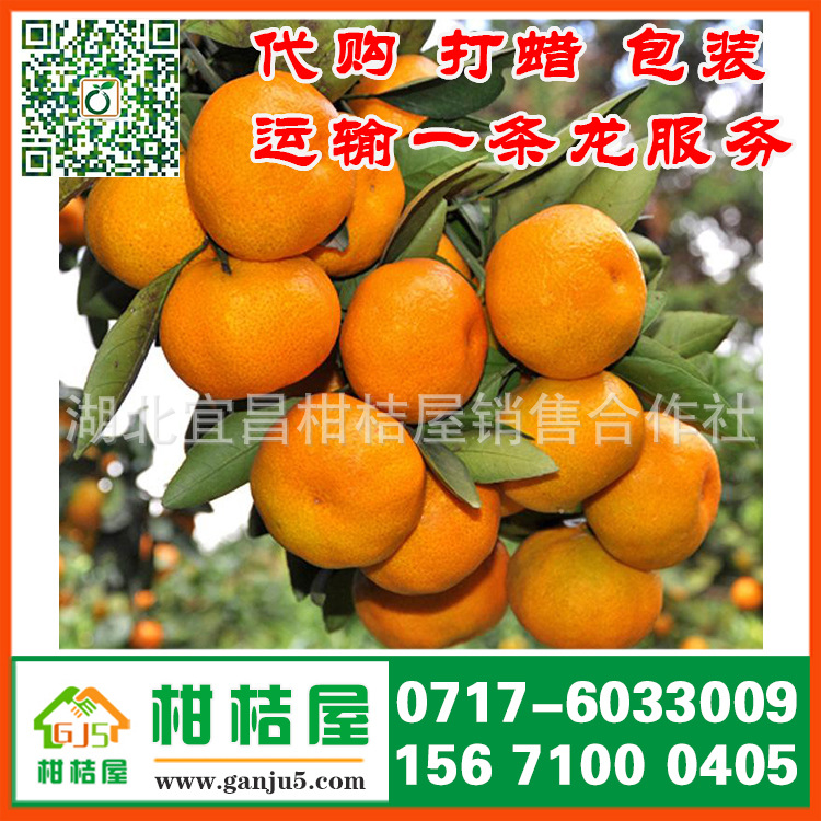 黄冈市水果批发市场早熟柑子产品展示