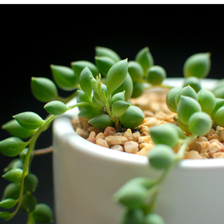 室内桌面盆栽批发 情人泪 珍珠吊兰 仙人多肉植物 吸收甲醛防辐射