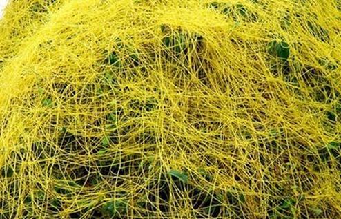 金丝藤 无根藤提取物 10:1 专业提取 清热利湿 包邮