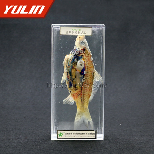 鱼解剖标本厂家 雨林鱼类浸制标本 河南生物仪器