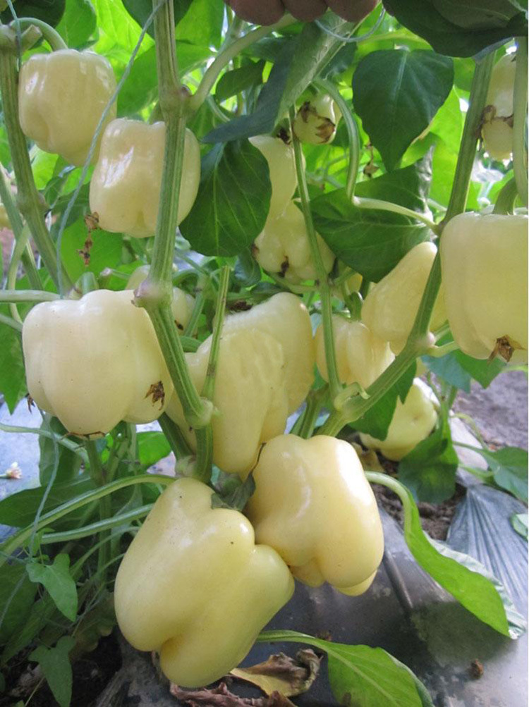 进口五彩椒甜椒种子白威尔彩椒菜椒方椒大果辣椒籽蔬菜种子四季种