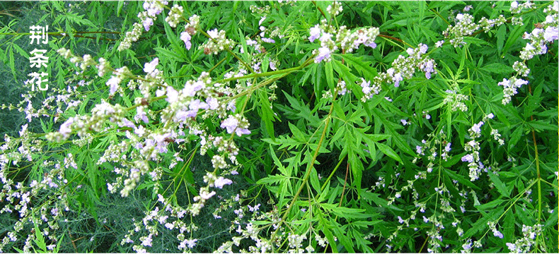 聚农蜜芳0添加白荆条蜜环境优越0污染厂家批发零售代加工私人.