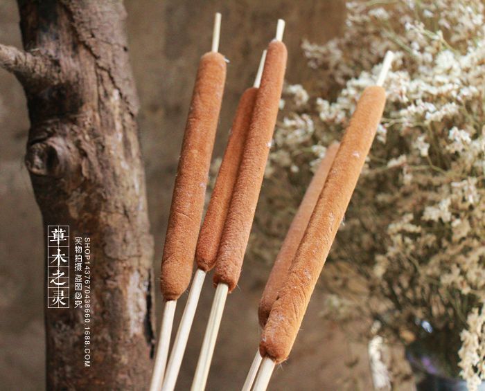 蒲棒天然水蒲棒真花干花插花花艺摆件场地布置店面家居装修装饰品