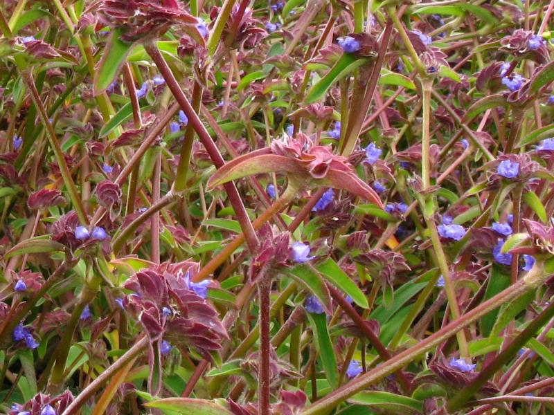 露水草提取物蜕皮激素蜕皮甾醇