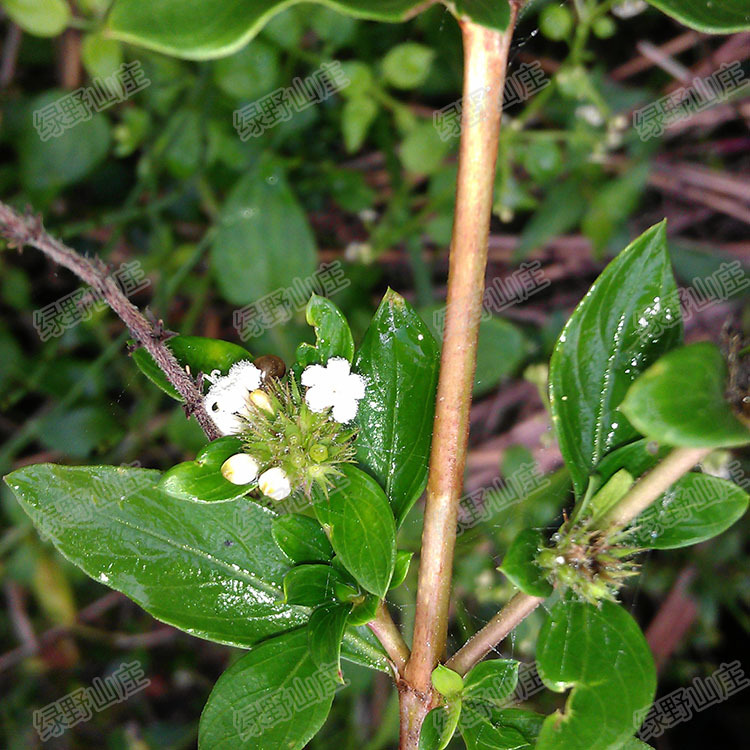 六月雪 路边荆 白马骨树桩,树苗