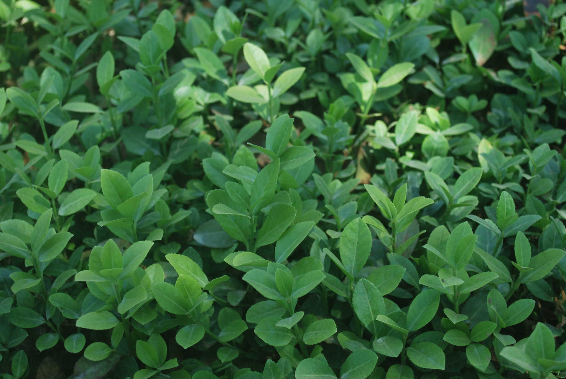 小叶扶芳藤 爬藤植物 新品种不落叶爬山虎 一年四季常青 自产自销