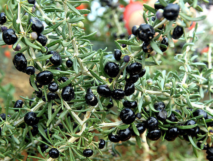 黑枸杞的功效与作用 黑枸杞的食用禁忌