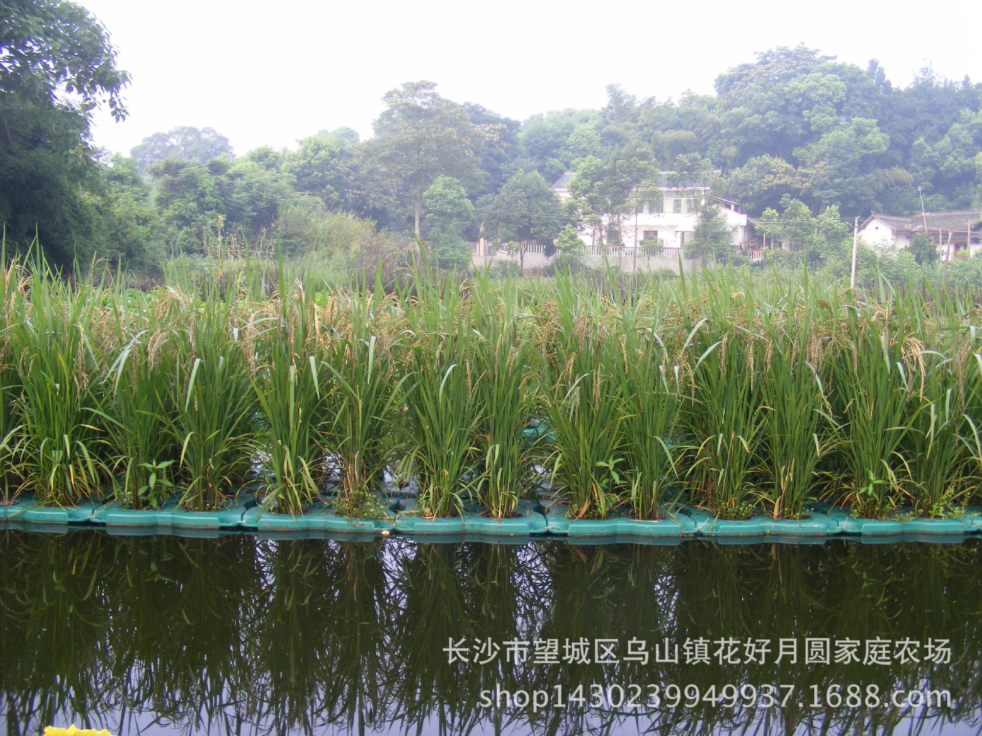 生态浮岛 浮板 景观生态浮床环保 塑料水上种植生态农业设备