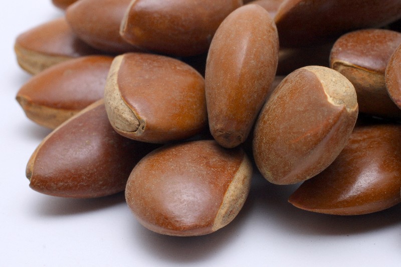 月亮豆菩提批发 菩提珠手串一斤160颗左右