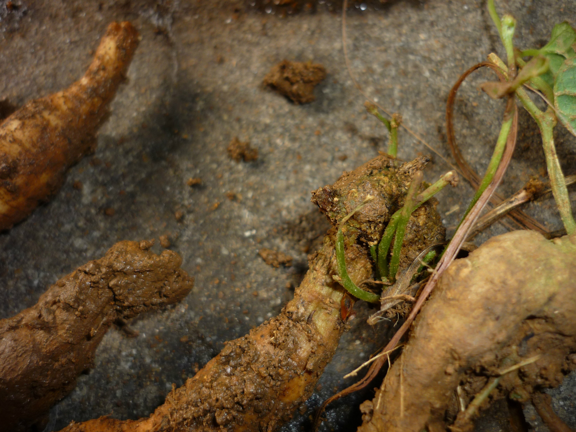 豪土地欢迎你 火蜜果 红蜜果 红香果 红参果苗 厂家批发