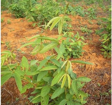 中草药 药材千斤拨 千金拔 一条根 老鼠尾 吊马桩 金牛尾 钻地风