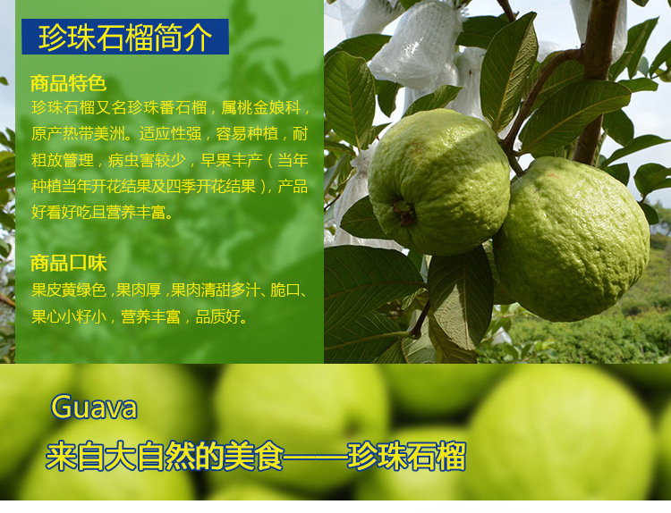 国产农家热带水果 新鲜芭乐水果 箱装珍珠番石榴批发香甜量大.