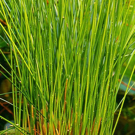 灯芯草粉 龙须草浸膏粉 灯芯草浓缩粉