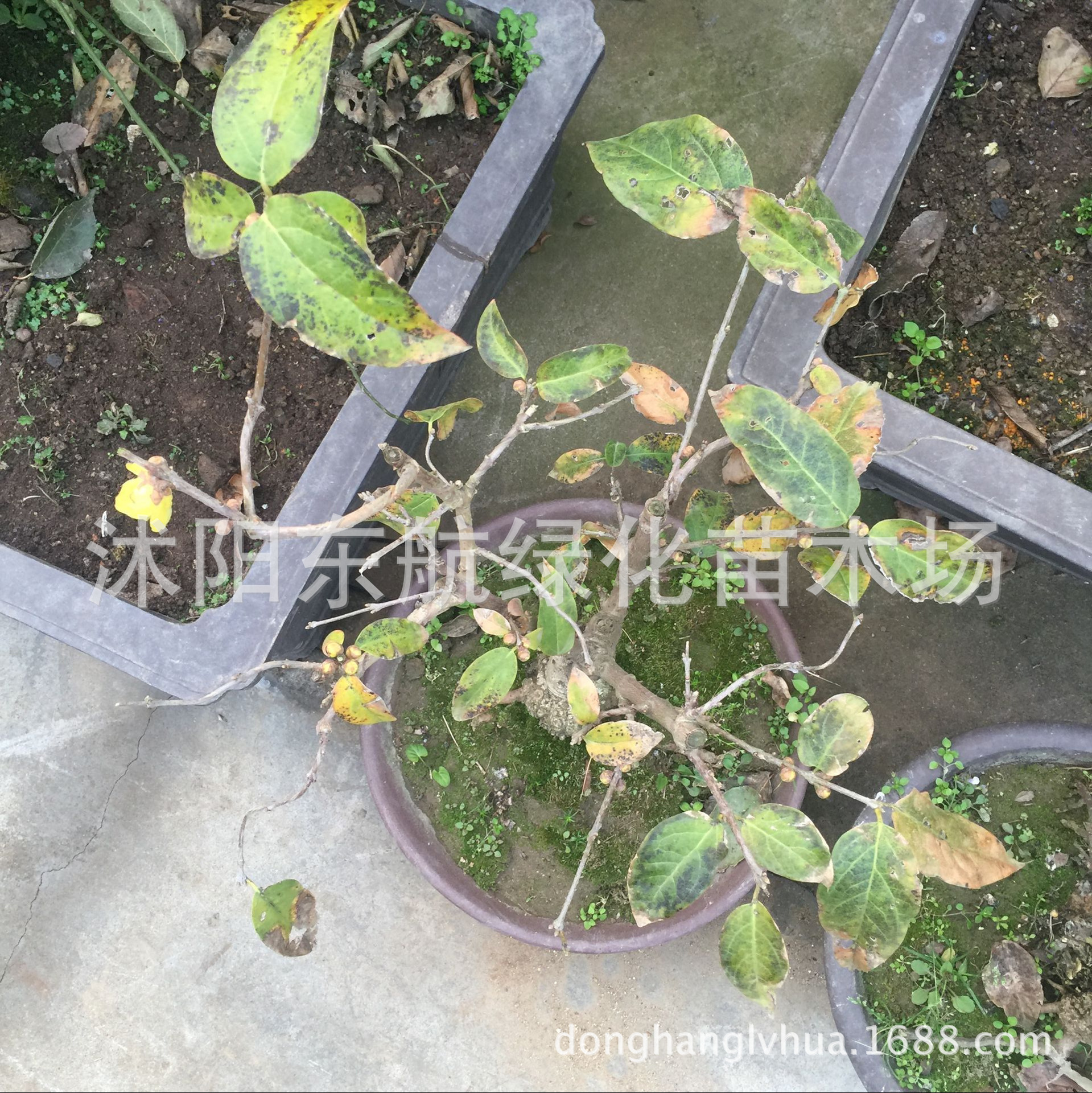 批发优质盆景花卉腊梅盆景腊梅花嫁接腊梅规格齐全