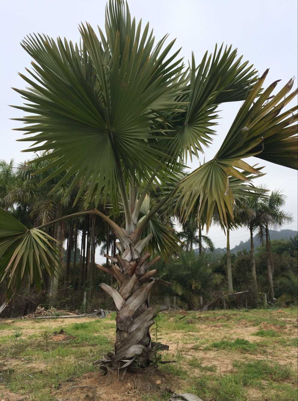 霸王棕又名俾斯麦榈,棕榈科霸王棕属常绿高大乔木.