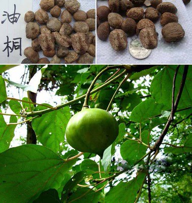 桐油树光桐子树_没有 油桐种子 光桐子树 罂子 中
