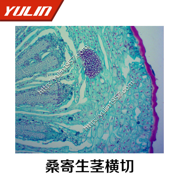 桑寄生茎横切实验切片 中草药切片 实验器材生物显微玻片