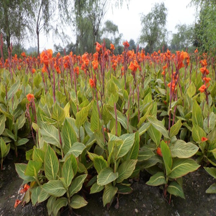 花叶美人蕉绿植多肉 绿化草花地被园林景观盆栽地栽苗树绿萝