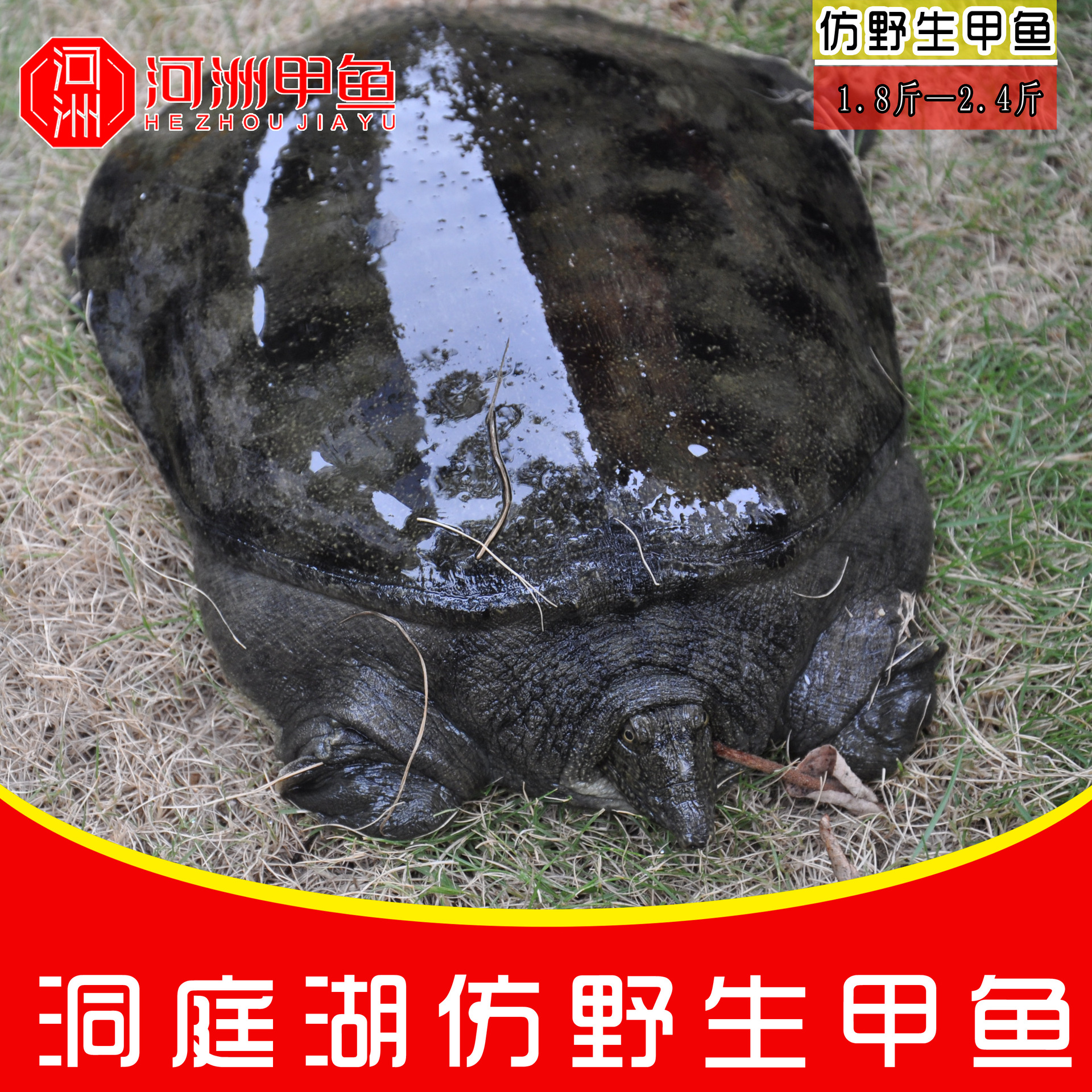 8-2.4斤仿野生甲鱼,高品质甲鱼品牌鲜活直供批发