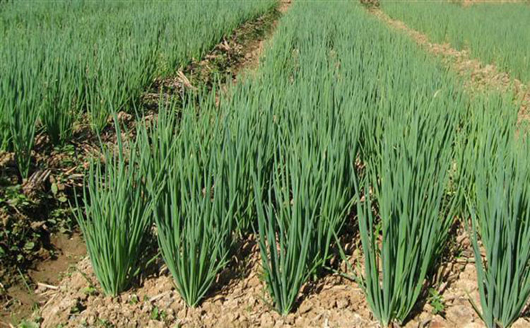 小葱细葱籽 四季小香葱种子 日本次郎香葱种子 原包装250克