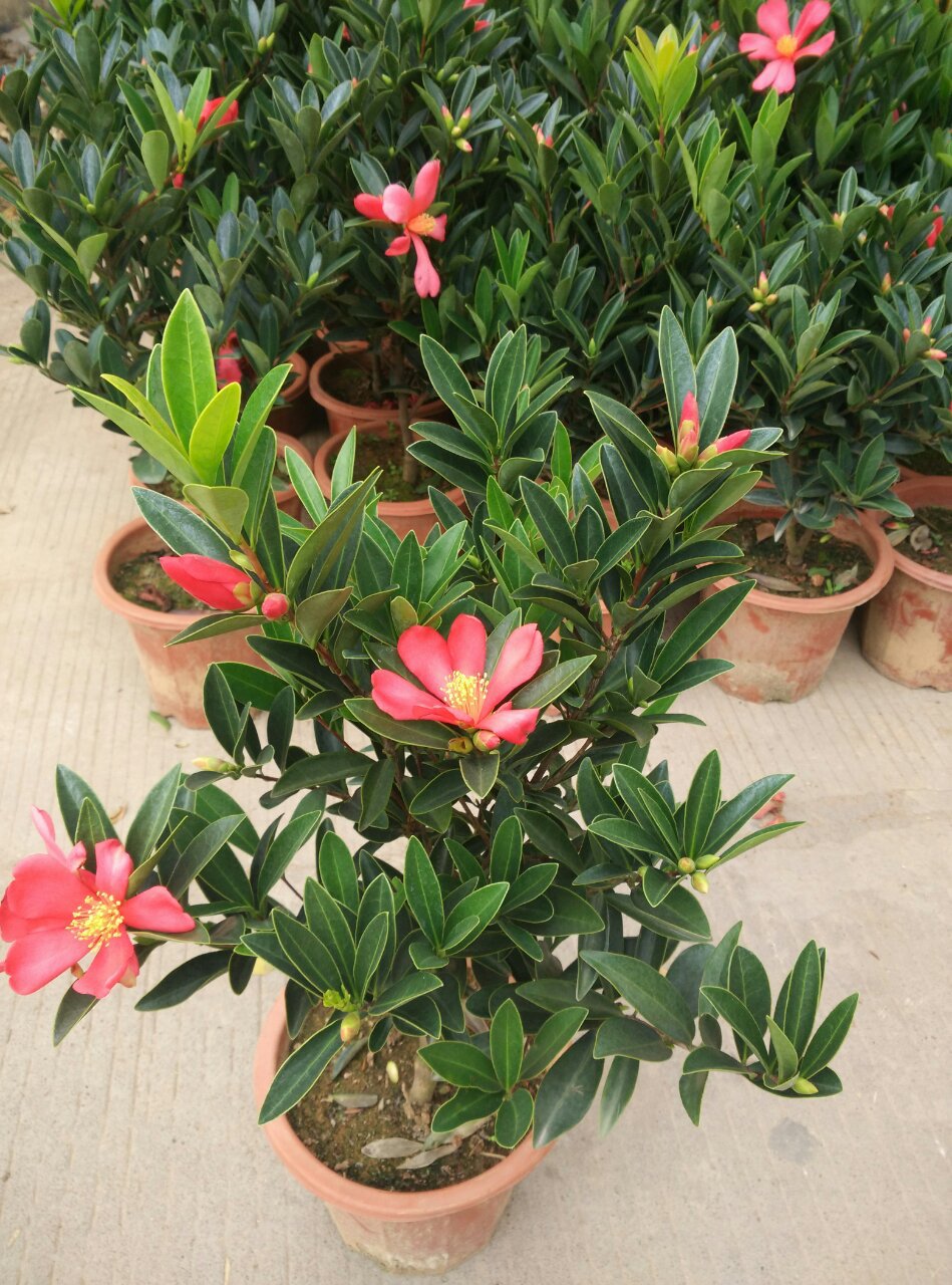 嫁接造型四季杜鹃红山茶 造型四季杜鹃批发红山茶基地直销开花茶