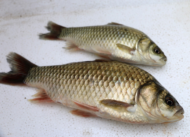 诚德水产 新鲜淡水鱼鲫鱼 生态养殖 滋补佳品